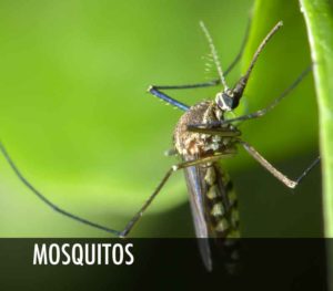 mosquito control