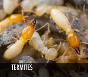 termite control